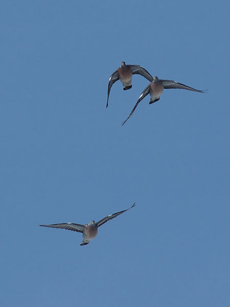 Sepelkyyhky, Common Wood Pigeon, Columba palumbus